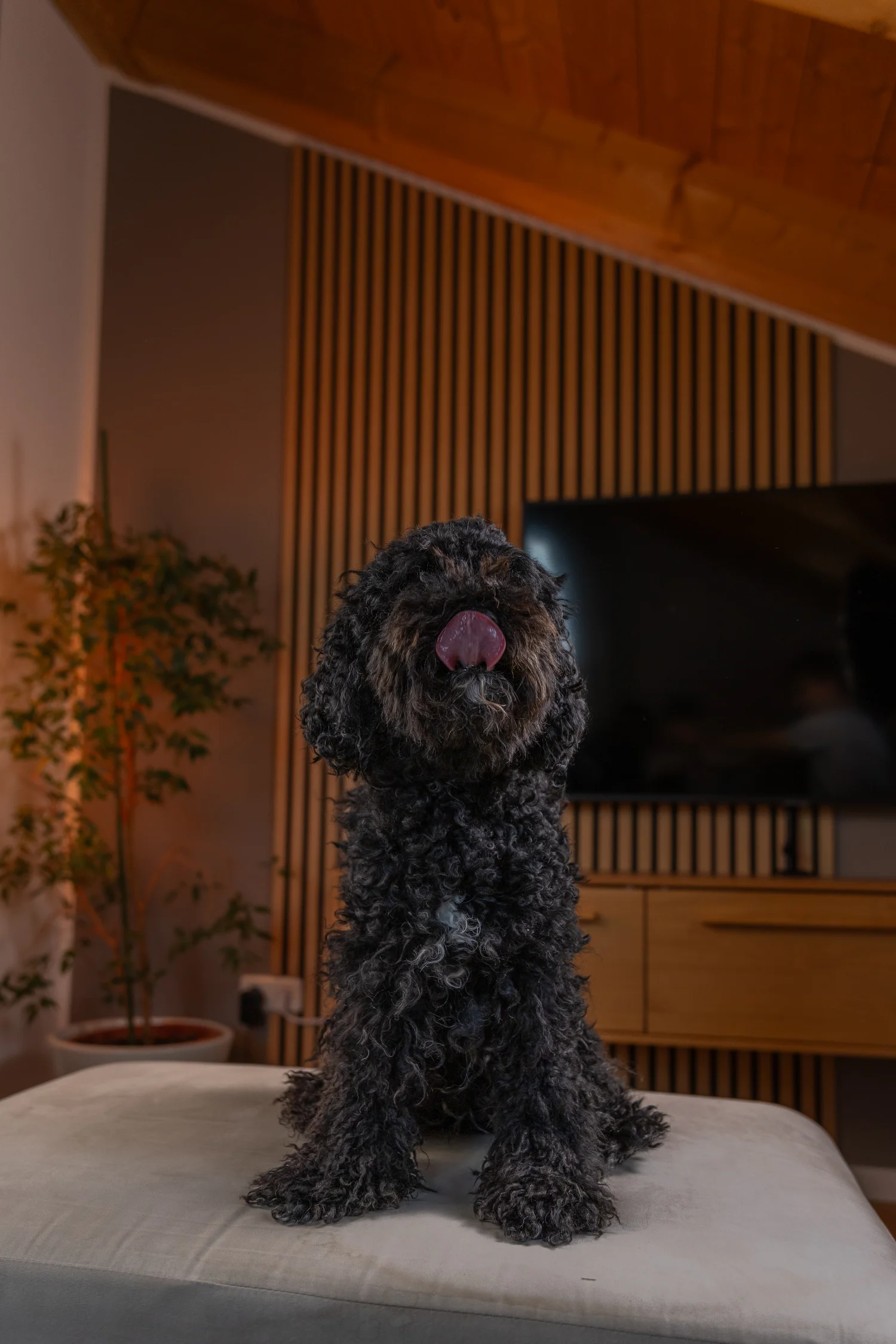 Reina, ein schwarzer Hund, sitzt auf einem Hocker im Büro.